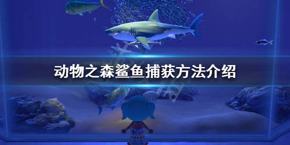 《动物森友会》钓鲨鱼方法