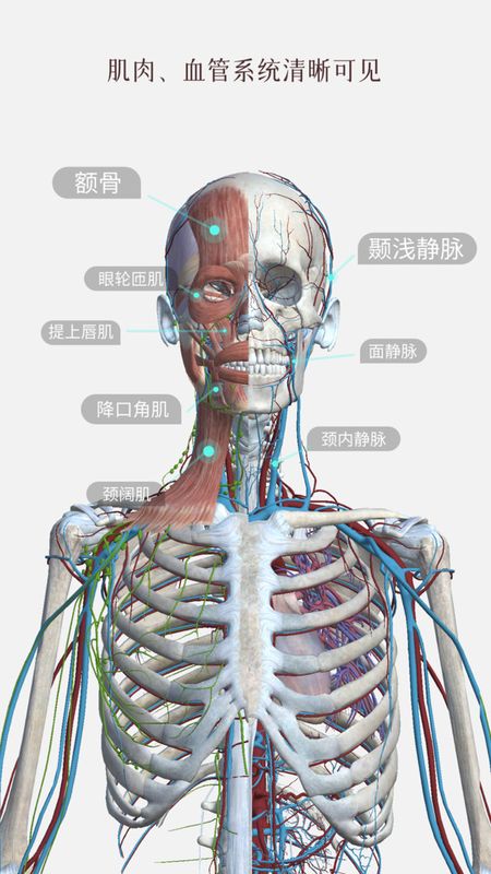 口袋人体解剖免费版